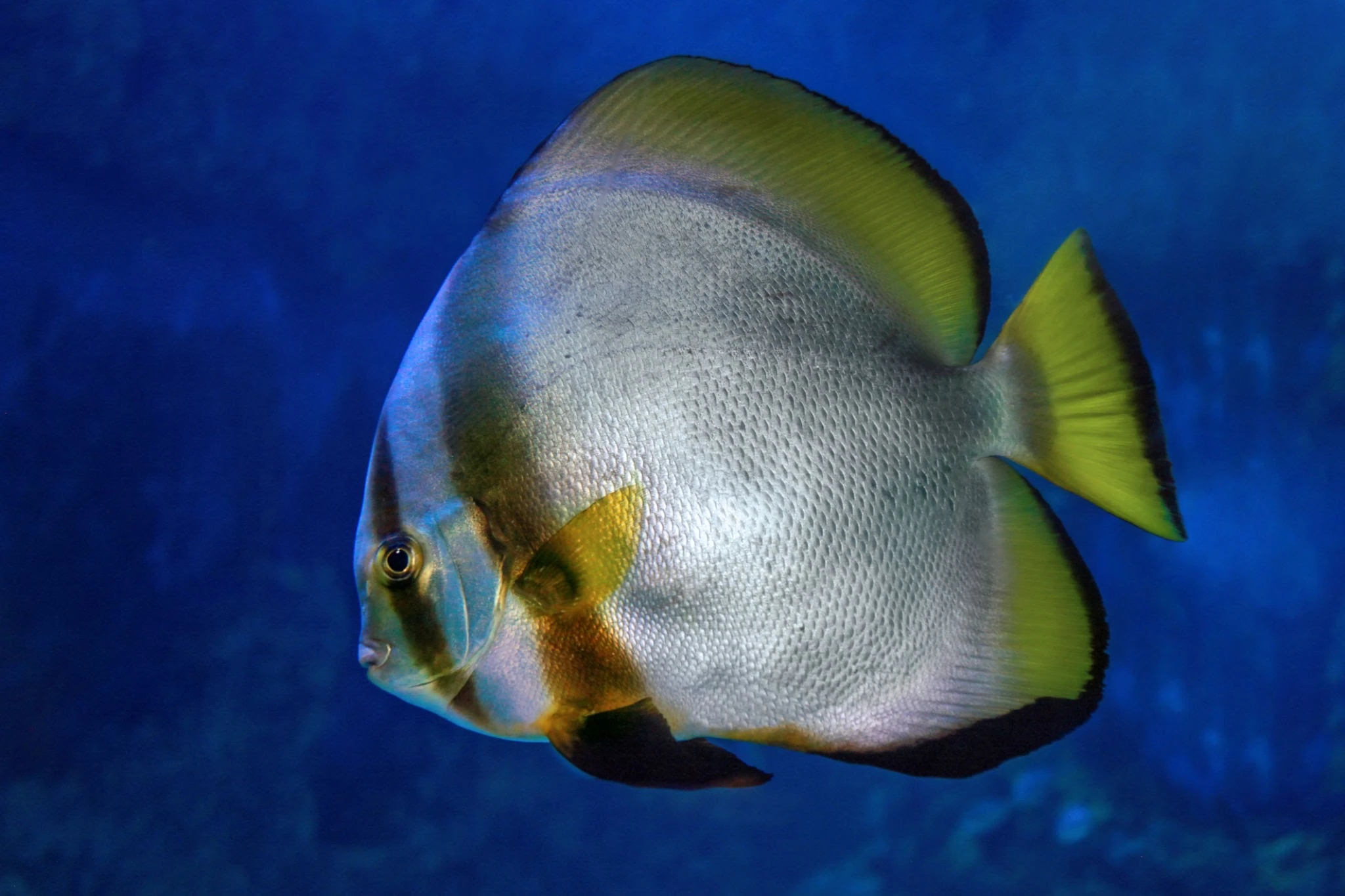 Bigeye Tuna swimming underwater